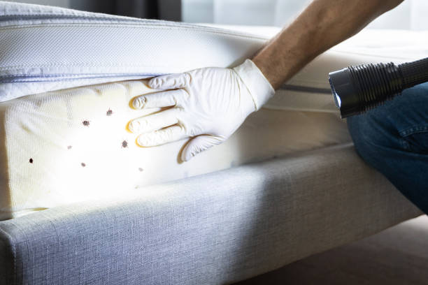 Best Local Pest Control Services  in Schleswig, IA